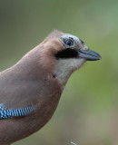 Jay - Garalus glandiarus