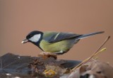 Great Tit