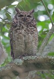 African Spotted Eagle Owl - Bubo africanus