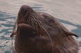 Brown fur seal (Arctocephalus pusillus)
