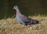 Speckled Pigeon - Columba guinea