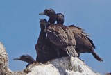 Bank Cormorant phalacrocorax neglectus