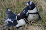 African Penguin (Spheniscus demersus)