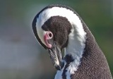 African Penguin (Spheniscus demersus)