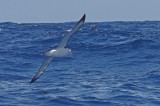 Shy Albatross (Thalassarche cauta)