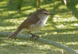 African Reed Warbler  Acrocephalus baeticatus,