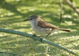 African Reed Warbler  Acrocephalus baeticatus,