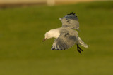 Hartlaubs Gull or King Gull, (Chroicocephalus hartlaubii)