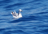 Sabine's Gull - Larus sabina