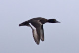 Tufted Duck -  Aythya fuligula