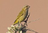 Brimstone Canary or Bully Canary, (Serinus sulphuratus),