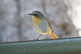  Cape Robin-Chat - Cossypha caffra
