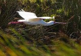 African Spoonbill