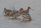 Black tailed Godwit