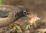 Rose-coloured Starling