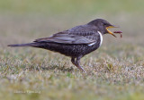 Ring Ouzel