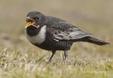 Ring Ouzel