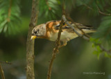 Brambling