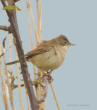 Whitethroat