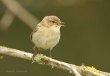 Chiffchaff