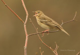 Tree Pipit