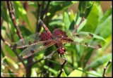 Calico pennant  (<em>Celithemis elisa</em>), male