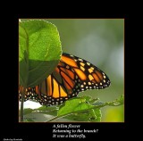 Haiku # 10: A fallen flower