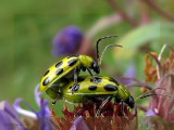 Spotted cucumber beetles (<em>Diabrotica undecimpunctata</em>)