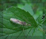 Pale green assassin bug (<em>Zelus luridus</em>)