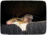 Mouse (<em>Peromyscus</em>)