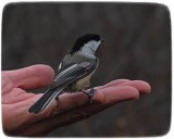 Black-capped chickadee