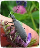 Blister beetle (<em>Epicauta murina</em>)