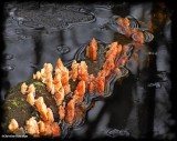 Fungi in the water
