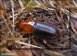 Red-headed ground beetle (<em>Amphasia interstitialis</em>)