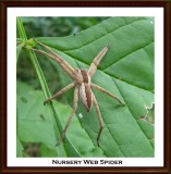 Nursery web spider (<em>Pisaurina mira</em>)
