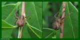 Ground crab spider (<em>Xysticus</em> sp.)