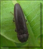 Click beetle (Melanotus sp.)