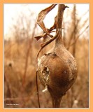 Goldenrod gall