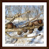 Oak rough bullet galls