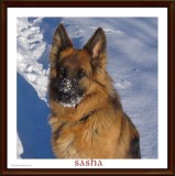 Sasha on New Years Day