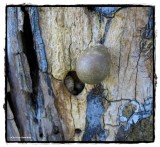 Fungus on a dead tree