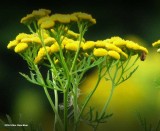Tansy (<em>Tanacetum vulgare</em>)