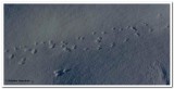 Shrew tracks in snow