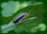 Goldenrod leaf beetle (<em>Trirhabda canadensis</em>)