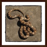 Milk snake  (<em>Lampropeltis triangulum</em>)
