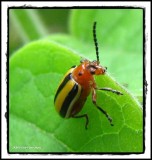 Three-lined potato beetle (<em>Lema</em>)
