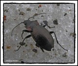 Ground beetle (<em>Carabus</em> sp.)