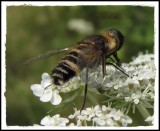 Bee fly (<em>Villa</em> cf. <em>alternata</em>), on yarrow