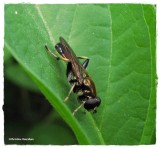 Hover fly (<em>Xylota</em>?)