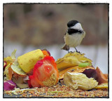 Black-capped chickadee